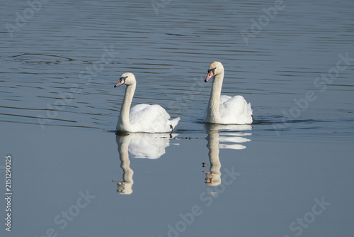 Fotografie Two elegant white mute swans swimming together on a calm lake water surface with