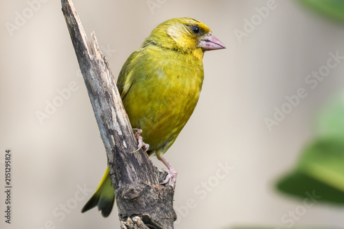 Quadro su tela Greenfinch On Broken Branch - 241F8810