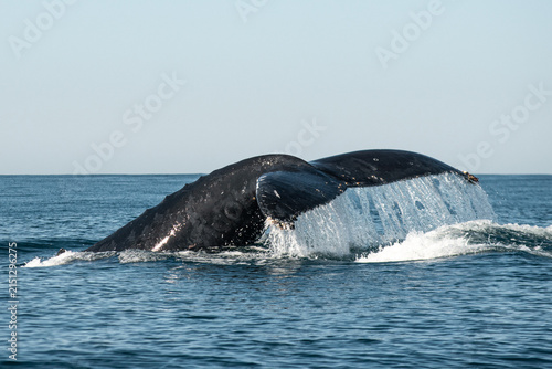 фотографія Humpback whale diving showing fluke in ocean