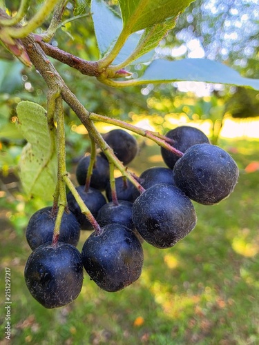 Close Up of Dark Black Aronia Chokeberry Bunch Hanging on Branch in Garden