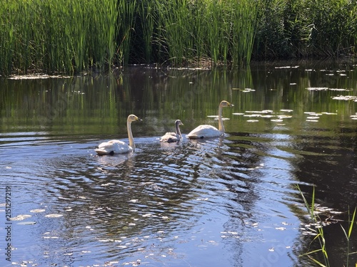 Swan Family Swimming on Calm Lake Pond Water with Reeds Background
