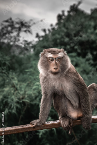 Photography Wild macaque monkey holding a pole close up portrait in Thailand