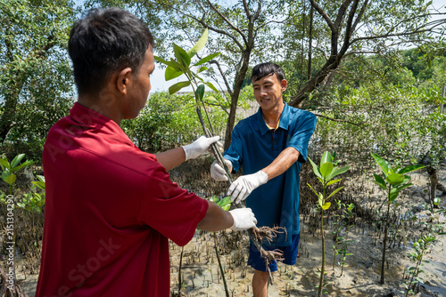 Two young volunteers planting mangrove sapling together in muddy coastal mud flat. Young asian volunteers working together to plant a mangrove in a muddy wetland for environmental conservation.