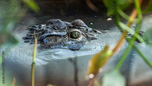 photographed the moment of a stealthy predator—the Mississippi alligator
