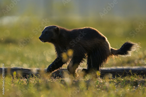 Wolverine on the run at summer evening