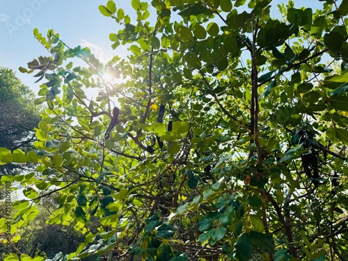 Konstfotografi Carob Tree with Pods and Sunlight Through Leaves