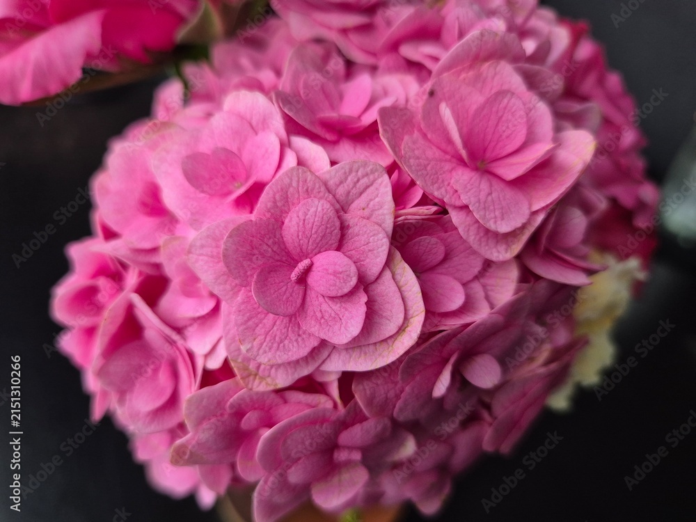 Obraz premium Pink Hydrangea Bloom on Dark Background