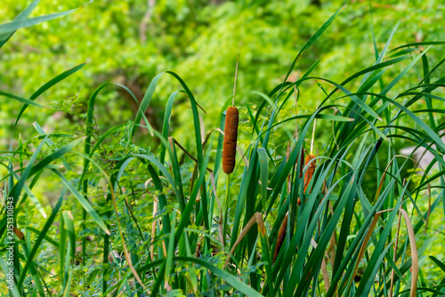 Fotografie Cattails, specifically resembling Typha latifolia (broadleaf cattail) or a similar Typha species, which are known for their distinct cylindrical brown flower spikes