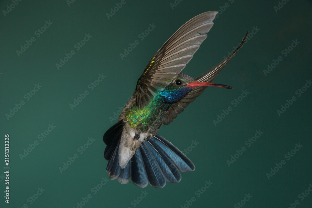 Fototapeta premium Broad-billed Hummingbird in flight