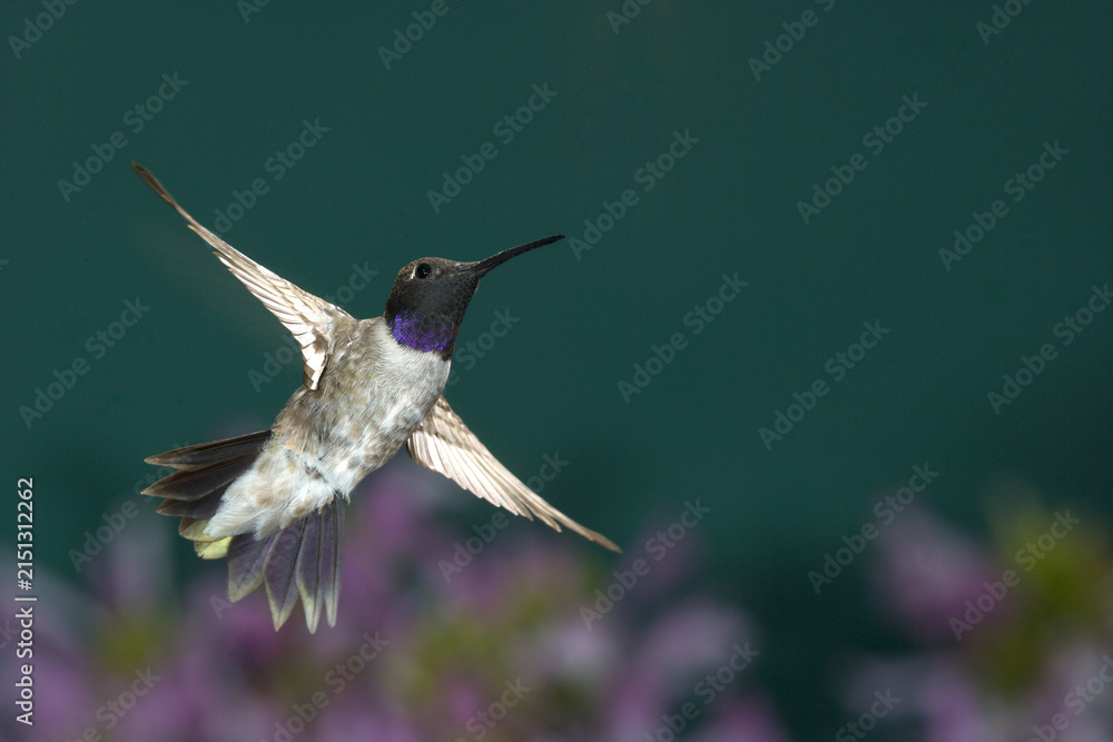 Naklejka premium Black-chinned Hummingbird in flight