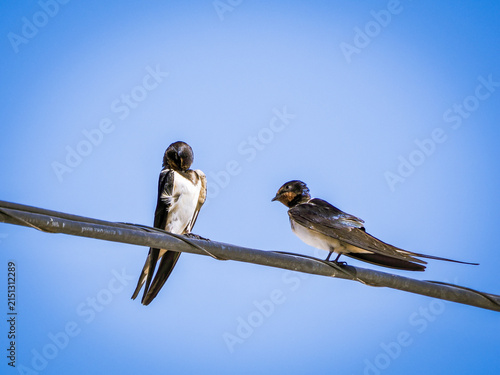 Two Barn Swallows Perched on a Power Line Against a Clear Blue Sky