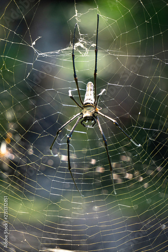 Foto Eine Seidenspinne Nephilia auf Bali (Indonesien) lauert auf ihrem Netz sitzend auf Beute