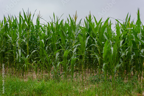 Young green corn plants growing in a field on a farm