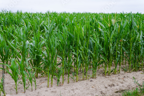 Young green corn plants growing in a field on a farm