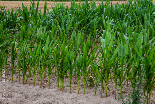 Young green corn plants growing in a field on a farm