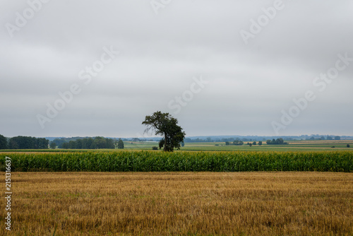 Single tree standing in agricultural field with green corn and harvested stubble under overcast sky