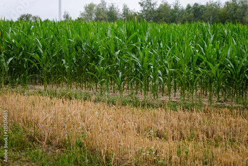 Young green corn plants growing in a field on a farm