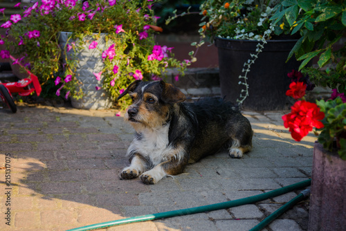 Cute small mongrel dog lying on paved patio surrounded by colorful garden flowers