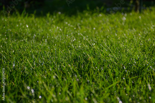 Zbliżenie na świeżą zieloną trawę z naturalną teksturą