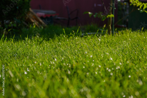 Zbliżenie na świeżą zieloną trawę z naturalną teksturą
