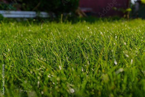 Zbliżenie na świeżą zieloną trawę z naturalną teksturą