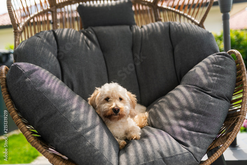 Adorable Maltipoo Puppy Relaxing in a Cozy Wicker Armchair with Grey Cushions Outdoors