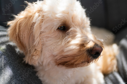 Close-up Portrait of a Fluffy Maltipoo Dog with Creamy Fur Resting on a Textured Fabric Surface in Soft Natural Sunlight