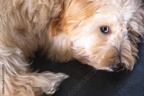 Close-up portrait of a fluffy Maltipoo dog with wavy golden fur and expressive eyes resting on a dark background