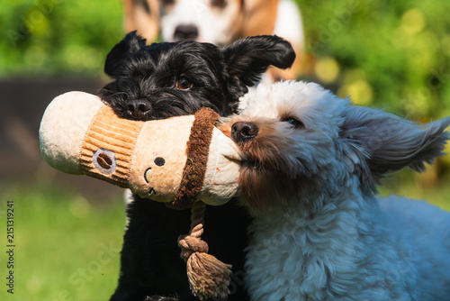 Adorable Black Yorkshire Terrier and White Maltipoo Dog Playing with a Plush Toy in a Sunny Garden