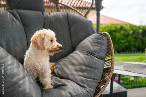 Adorable Small Maltipoo Dog Sitting Comfortably in a Grey Outdoor Lounge Chair on a Sunny Day in a Garden