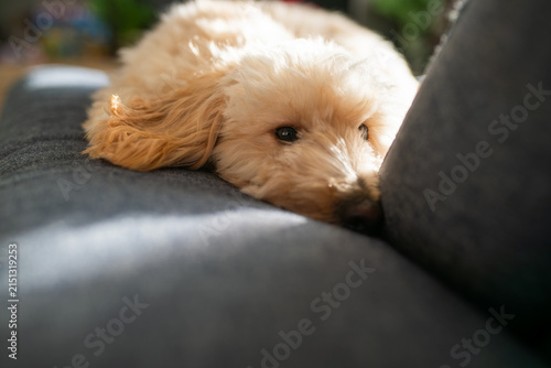 Adorable Cream Maltipoo Dog Relaxing on a Grey Fabric Sofa in Soft Natural Sunlight