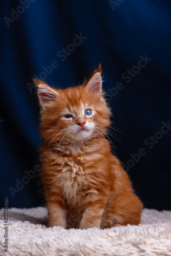 Cute fluffy ginger maine coon kitten with one blue eye open sitting on soft beige blanket against dark blue background in studio light for animal themes
