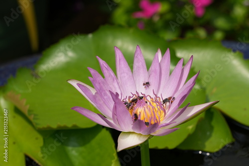 фотографія Visitors admire the lotus flower in the Thailand Grand Palace garden during a su