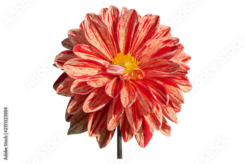 Принти на полотні dahlia Neo, orange with red on the petals