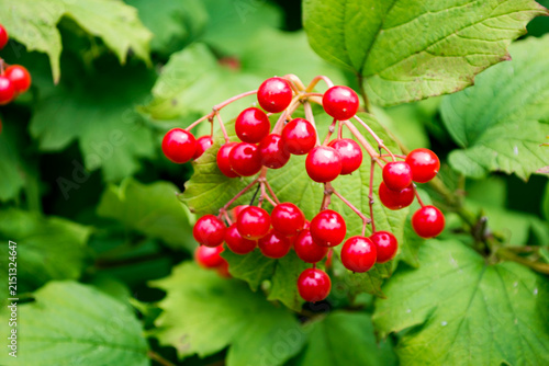 Autumn. Red Viburnum Berries on Green Leaves in Nature