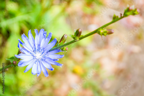 Cichorium intybus. Blue Chicory Flower in Soft Natural Bokeh