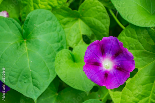 Purple Morning Glory Flower Among Green Leaves