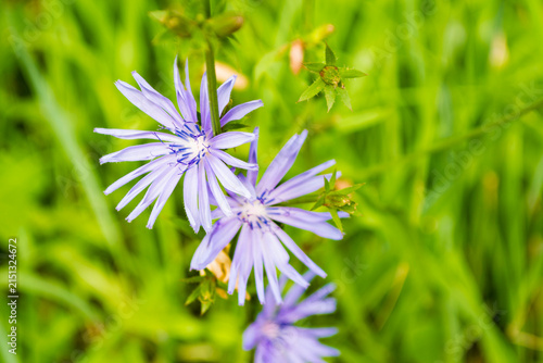 Cichorium intybus. Blue Chicory Flowers in Green Summer Meadow