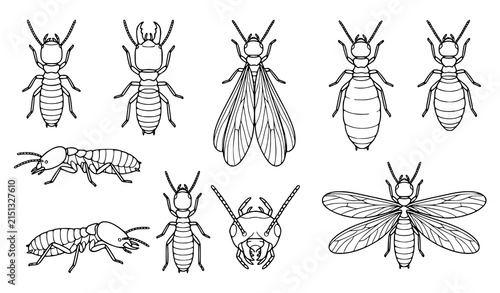 Set of termite insect illustrations showing different castes including workers soldiers and winged reproductive termites in line art