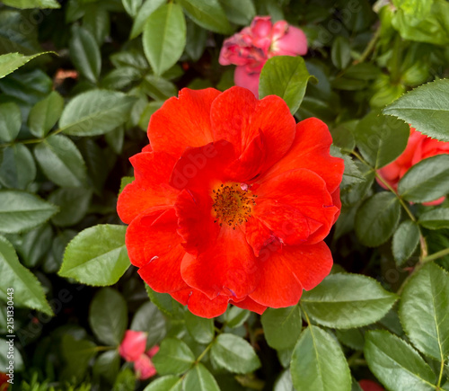 Fotografie The image shows a bright red rose flower, a floribunda or park rose with an open center and visible stamens (for example, varieties like Robusta or similar semi-double varieties)