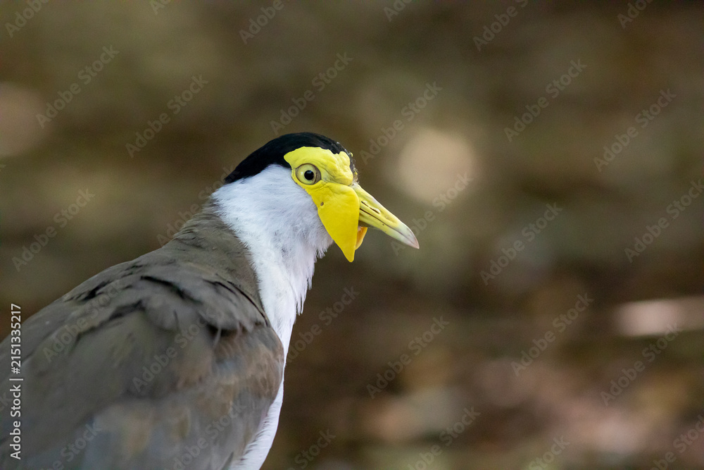 Fototapeta premium Close up of a masked lapwing