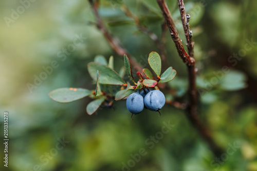 Close up of wild ripe blueberries growing on a bush in the forest during summer season.