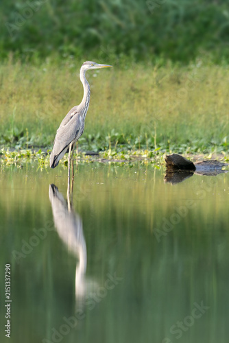 Fotografie A grey heron, Ardea cinerea stands alert in shallow water at Milicovsky pond, a nature reserve on the edge of Prague, its reflection mirrored in the calm green wetland