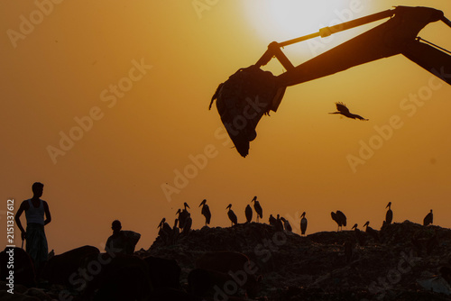 The last group of Greater Adjutant Storks struggling to survive in a garbage dump in Guwahati