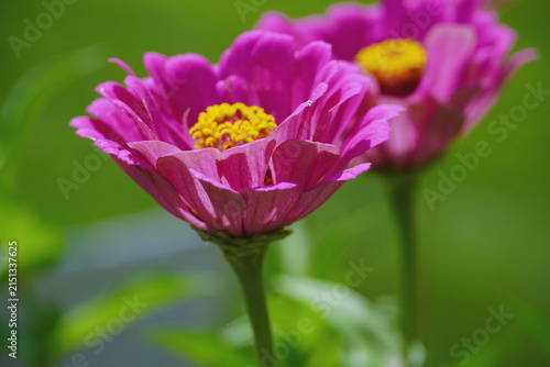 Two Pink Zinnia with Green Background