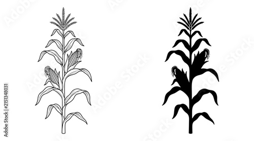 Detailed black and white illustrations showing corn stalks in both linear outline and silhouette graphic styles