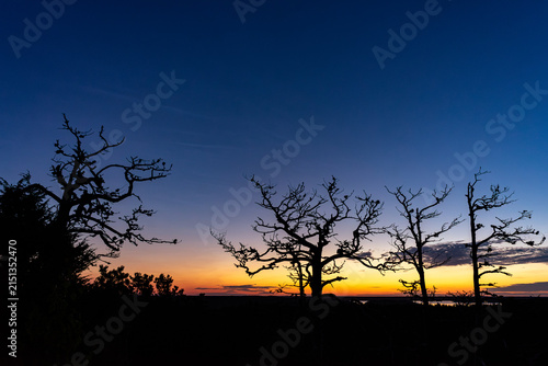 Minimalist silhouette of pine trees against vibrant sunset gradient sky in Finnish Archipelago