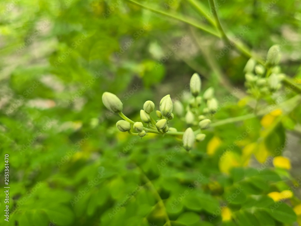 Fototapeta premium Moringa Flowers (Moringa oleifera) – Fragrant White Blossoms