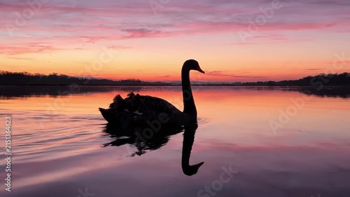 Graceful Black Swan Silhouetted Against a Vibrant Sunset Over Calm Lake Waters.