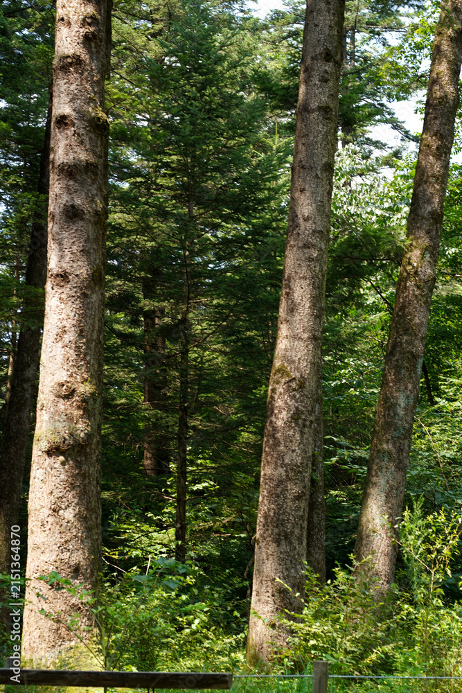 Fototapeta premium The tranquil morning sunlight in a fir forest